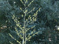 Hamamelis Sunburst 2015 02 07 3004